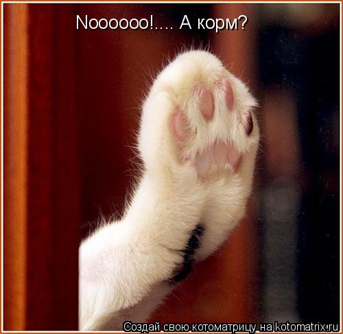 Котоматрица: Noooooo!.... А корм?