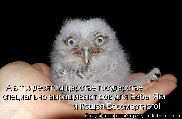 Котоматрица: А в тридесятом царстве,государстве  специально выращивают сов для Бабы Яги и Кощея Бессмертного!