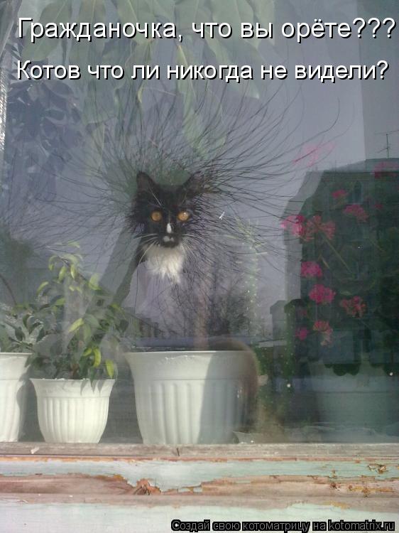 Котоматрица: Гражданочка, что вы орёте??? Котов что ли никогда не видели?