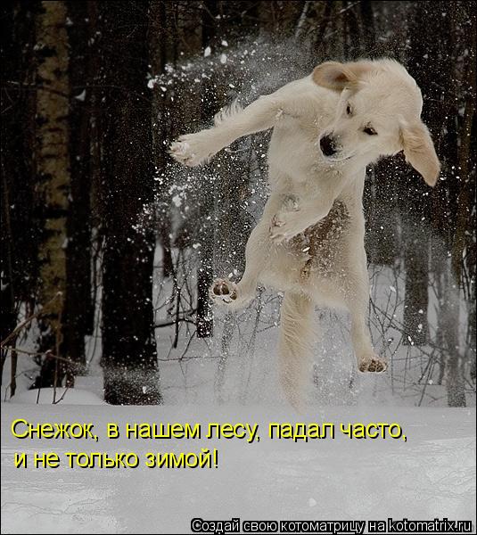 Снежок, в нашем лесу, падал часто, и не только зимой!... Котоматрица: Снежок, в нашем лесу, падал часто, и не только зимой!