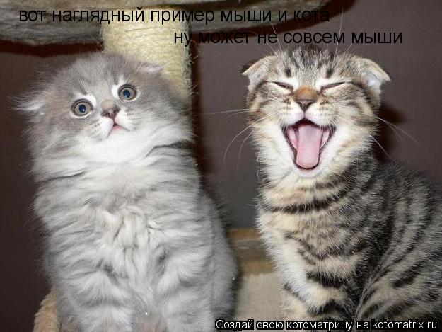 Котоматрица: вот наглядный пример мыши и кота  ну может не совсем мыши