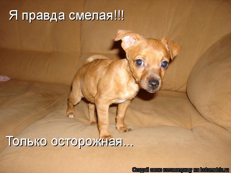 Я правда смелая!!! Только осторожная...... Котоматрица: Я правда смелая!!! Только осторожная...