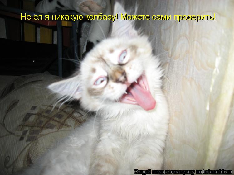 Котоматрица: Не ел я никакую колбасу! Можете сами проверить!