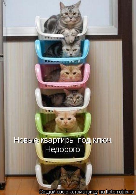 Котоматрица: Новые квартиры под ключ.   Недорого.