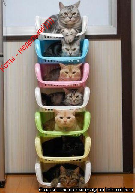 Котоматрица: Коты - недельки!))))
