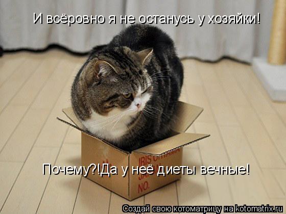Котоматрица: И всёровно я не останусь у хозяйки! Почему?!Да у неё диеты вечные!