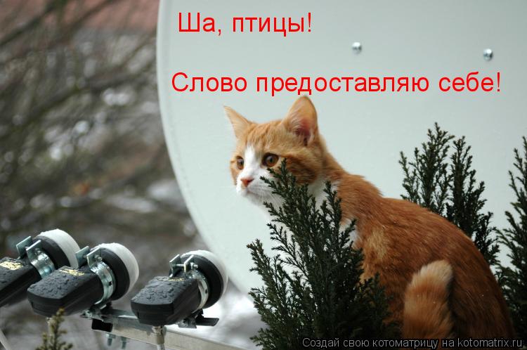 Котоматрица: Ша, птицы! Слово предоставляю себе!