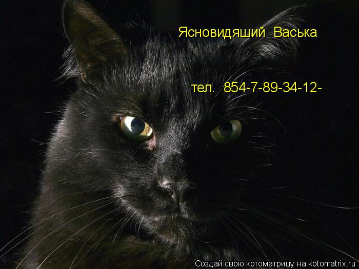 Котоматрица: Ясновидяший  Васька тел.  854-7-89-34-12-