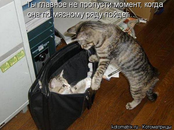 Ты главное не пропусти момент, когда она по мясному ряду пойдет...... Котоматрица: Ты главное не пропусти момент, когда она по мясному ряду пойдет...