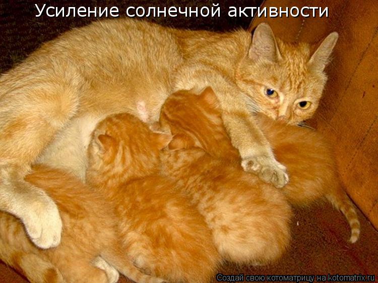 Усиление солнечной активности... Котоматрица: Усиление солнечной активности