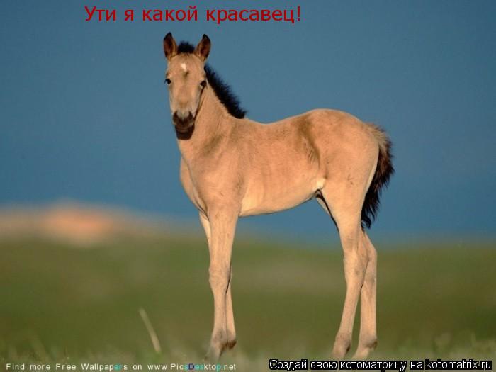 Котоматрица: Ути я какой красавец!