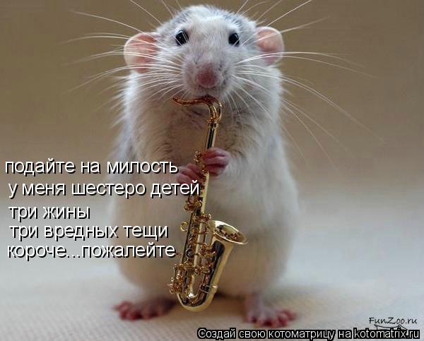 Котоматрица: подайте на милость у меня шестеро детей три жины три вредных тещи короче...пожалейте