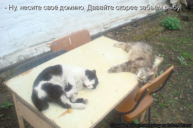 Котоматрица: - Ну, несите своё домино. Давайте скорее забъём рыбу!