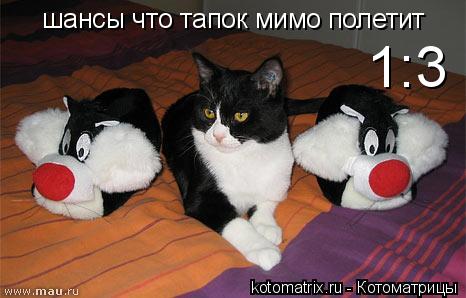 Котоматрица: шансы что тапок мимо полетит  1:3