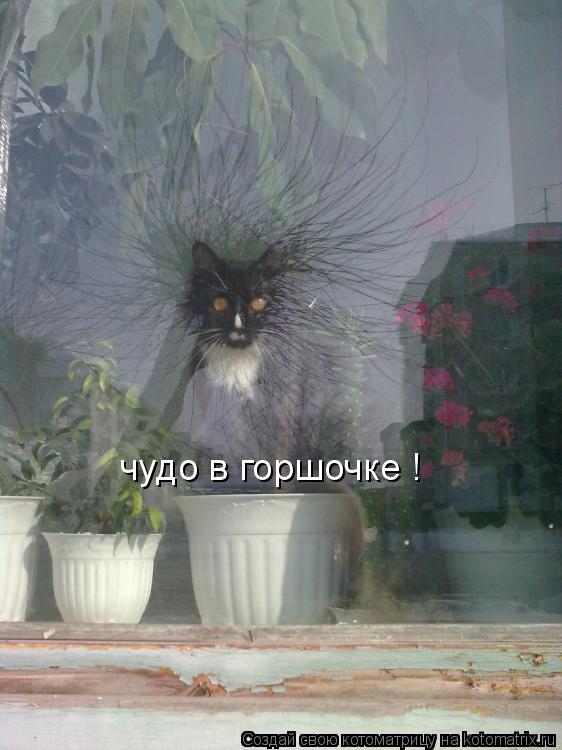 Котоматрица: чудо в горшочке !