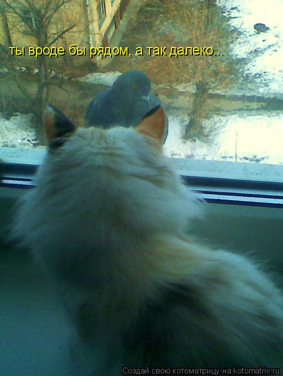 Котоматрица: ты вроде бы рядом, а так далеко...
