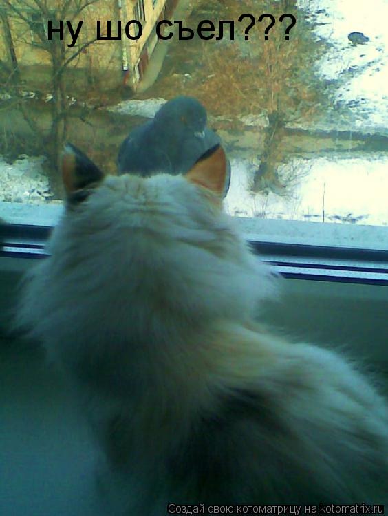 Котоматрица: ну шо съел???
