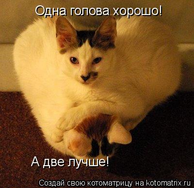 Котоматрица: Одна голова хорошо!  А две лучше!