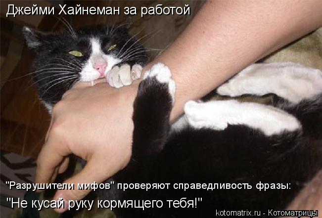 Котоматрица: "Не кусай руку кормящего тебя!" Джейми Хайнеман за работой "Разрушители мифов" проверяют справедливость фразы: