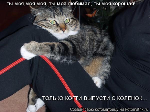 Котоматрица: ты моя,моя моя, ты моя любимая, ты моя хорошая! ТОЛЬКО КОГТИ ВЫПУСТИ С КОЛЕНОК...