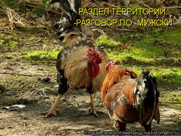 Котоматрица: РАЗДЕЛ ТЕРРИТОРИИ -РАЗГОВОР ПО -МУЖСКИ
