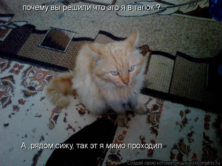 Котоматрица: почему вы решили что это я в тапок ? А ,рядом сижу, так эт я мимо проходил