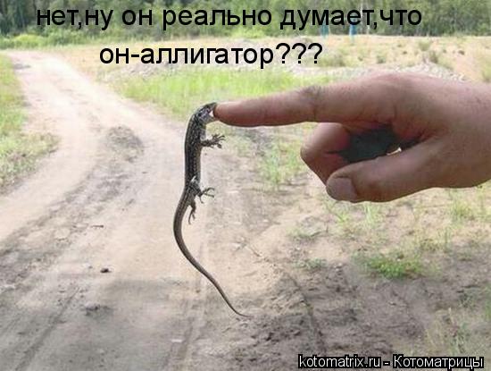 Котоматрица: нет,ну он реально думает,что он-аллигатор???