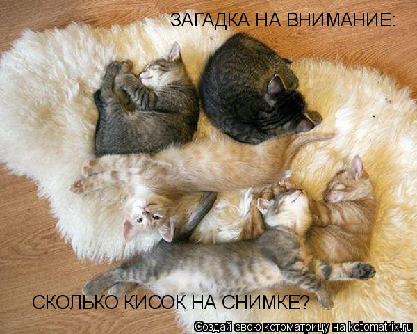 Котоматрица: ЗАГАДКА НА ВНИМАНИЕ: СКОЛЬКО КИСОК НА СНИМКЕ?