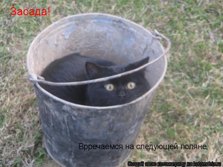 Котоматрица: Засада! Врречаемся на следующей поляне.