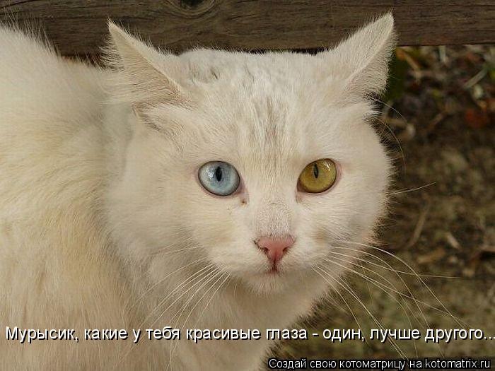Котоматрица: Мурысик, какие у тебя красивые глаза - один, лучше другого...