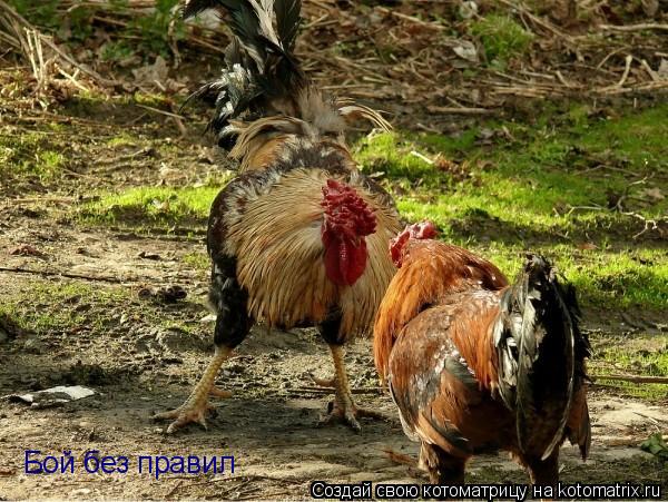Котоматрица: Бой без правил