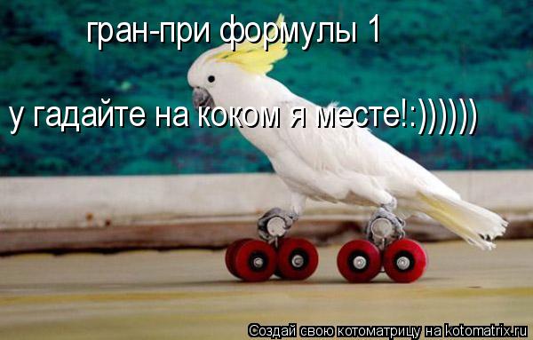 Котоматрица: гран-при формулы 1 у гадайте на коком я месте!:))))))