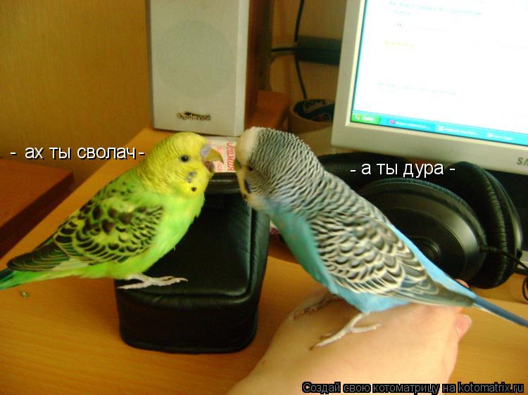Котоматрица: ах ты сволач - - - а ты дура -