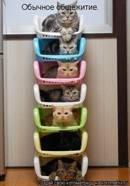 Котоматрица: Обычное общежитие.