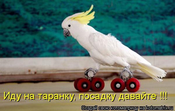 Котоматрица: Иду на таранку, посадку давайте !!!