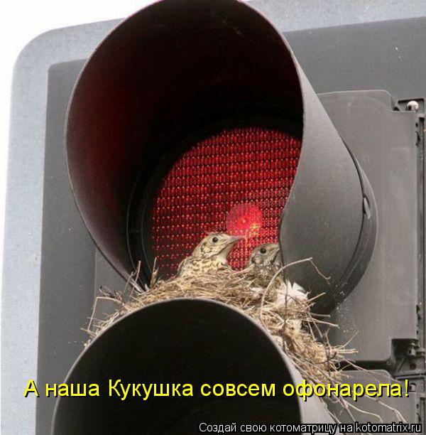 Котоматрица: А наша Кукушка совсем офонарела!