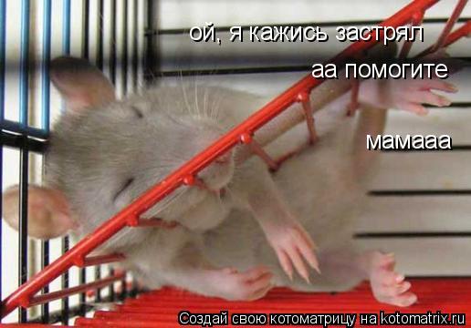 Котоматрица: ой, я кажись застрял аа помогите мамааа