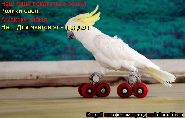 Котоматрица: Наш гоша покататься решил. Ролики одел, А какску забыл. Не... Для ментов эт - придел!.