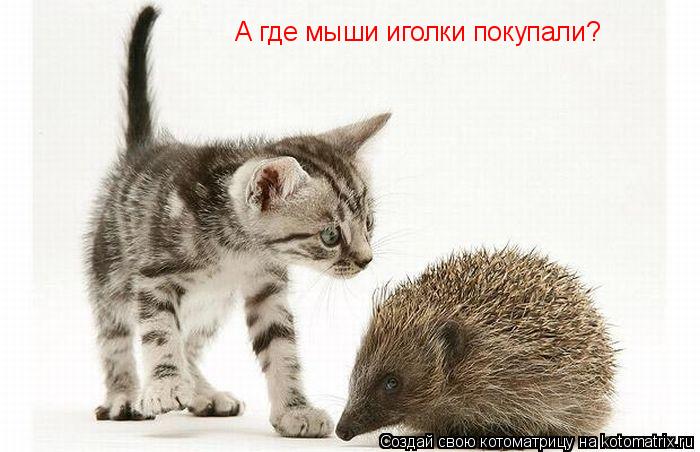 Котоматрица: А где мыши иголки покупали?