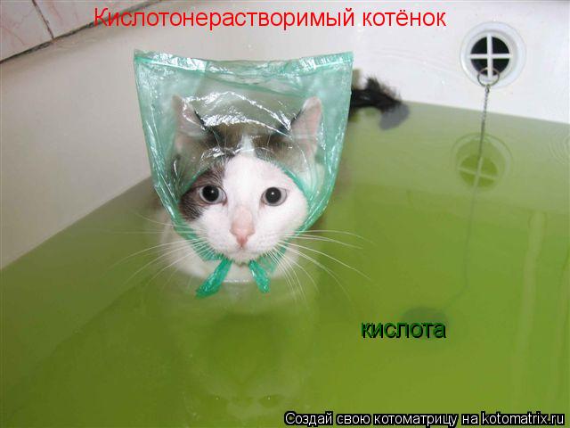 Котоматрица: Кислотонерастворимый котёнок кислота