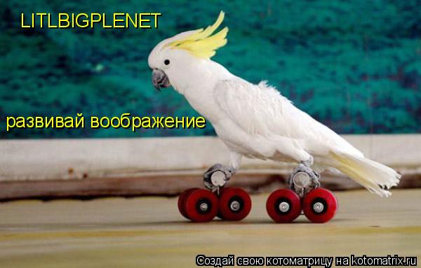 Котоматрица: LITLBIGPLENET развивай воображение