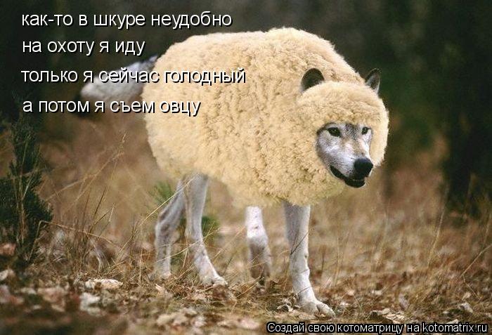 Котоматрица: как-то в шкуре неудобно на охоту я иду только я сейчас голодный  а потом я съем овцу