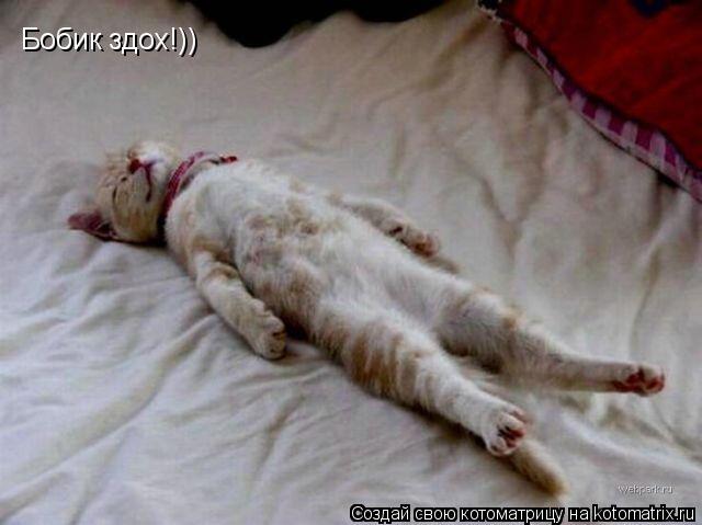 Котоматрица: Бобик здох!))