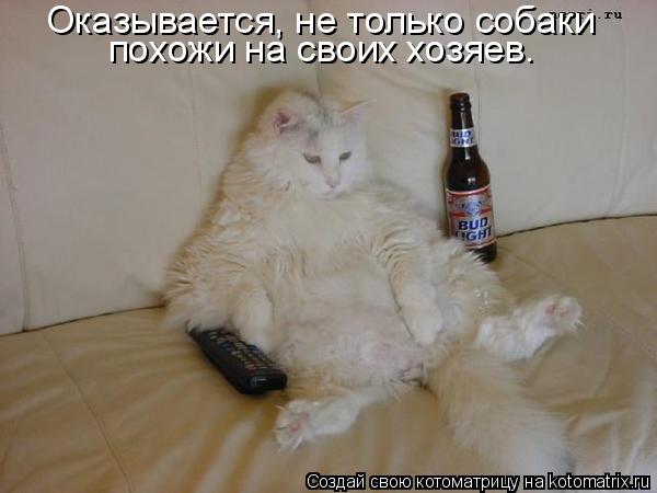 Котоматрица: Оказывается, не только собаки  похожи на своих хозяев.