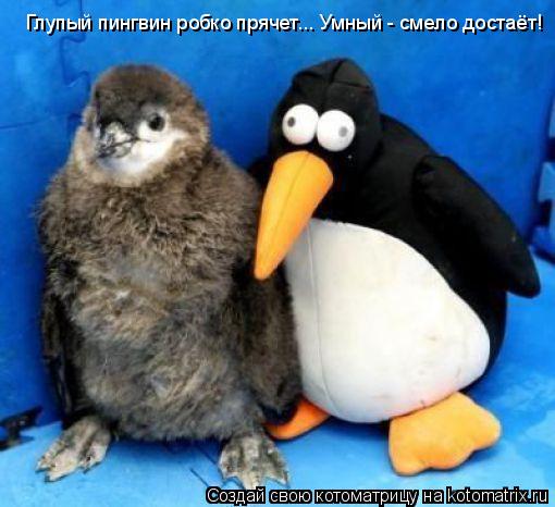 Котоматрица: Глупый пингвин робко прячет... Умный - смело достаёт!