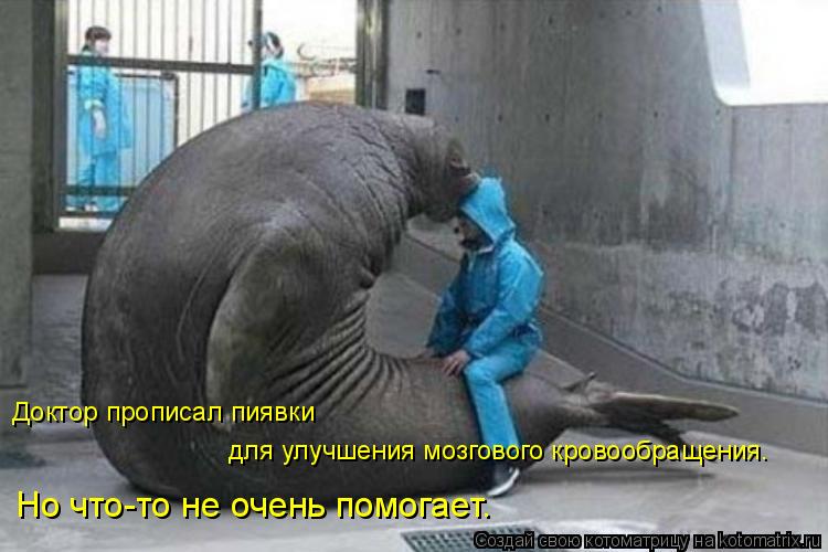 Котоматрица: Доктор прописал пиявки  для улучшения мозгового кровообращения.  Но что-то не очень помогает.