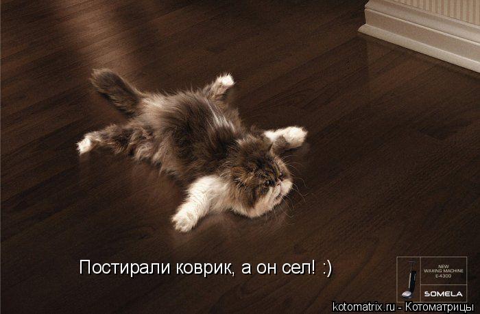 Котоматрица: Постирали коврик, а он сел! :)