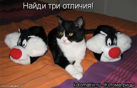 Котоматрица: Найди три отличия!