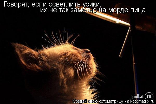 Говорят, если осветлить усики, их не так заметно на морде лица...... Котоматрица: Говорят, если осветлить усики, их не так заметно на морде лица...