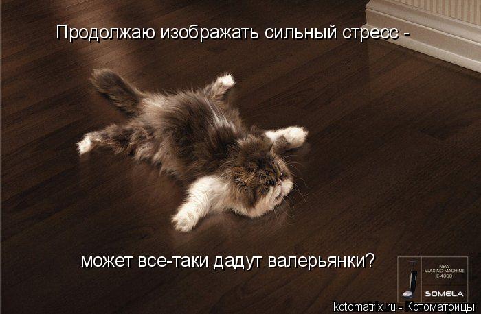 Продолжаю изображать сильный стресс - может все-таки дадут валерьянки?... Котоматрица: Продолжаю изображать сильный стресс - может все-таки дадут валерьянки?